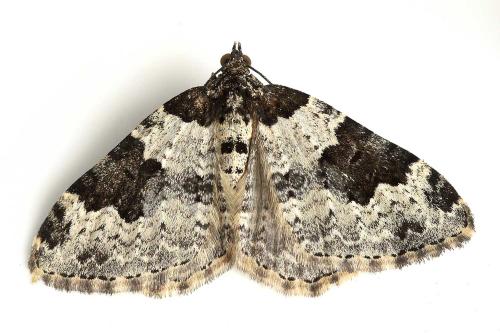 Xanthorhoe fluctuata
